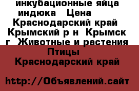 инкубационные яйца индюка › Цена ­ 50 - Краснодарский край, Крымский р-н, Крымск г. Животные и растения » Птицы   . Краснодарский край